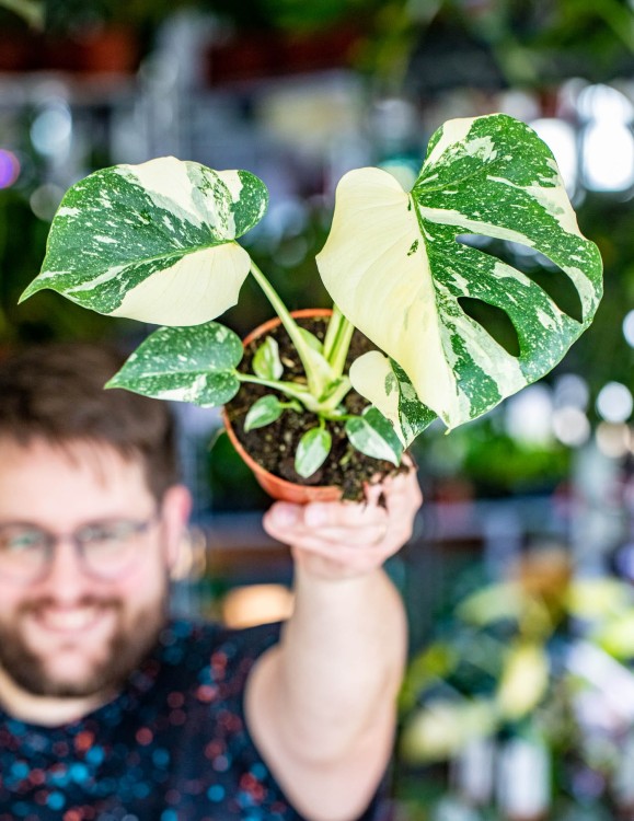 Monstera Thai Noid-4.jpg