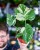 Monstera Thai Noid-3.jpg
