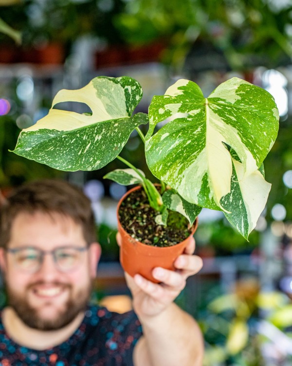 Monstera Thai Noid-1.jpg
