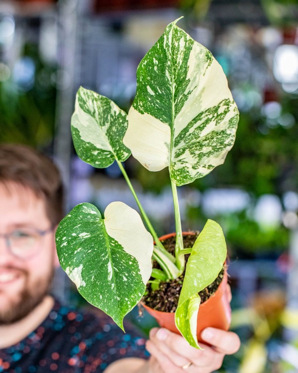 Monstera Thai Noid-34.jpg