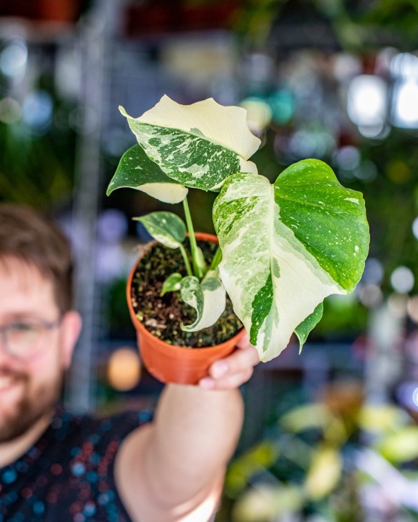 Monstera Thai Noid-35.jpg