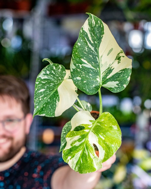 Monstera Thai Noid-36.jpg