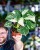 Monstera Thai Noid-38.jpg