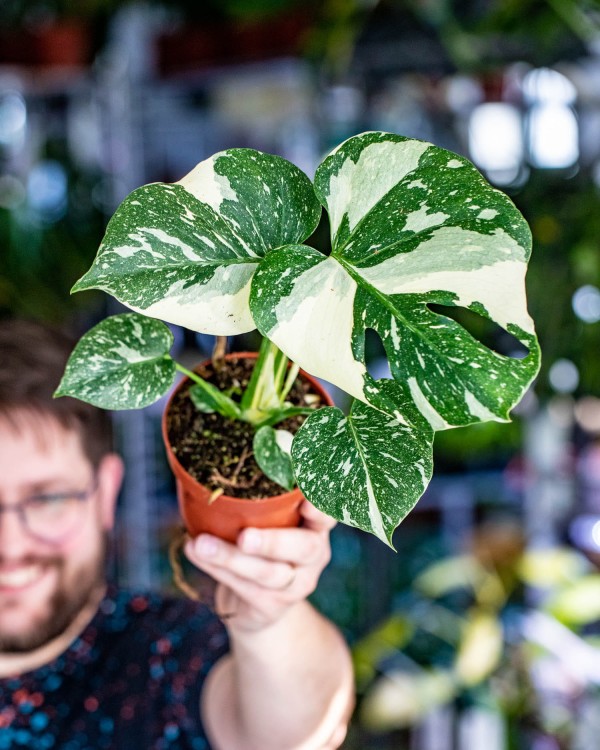Monstera Thai Noid-38.jpg