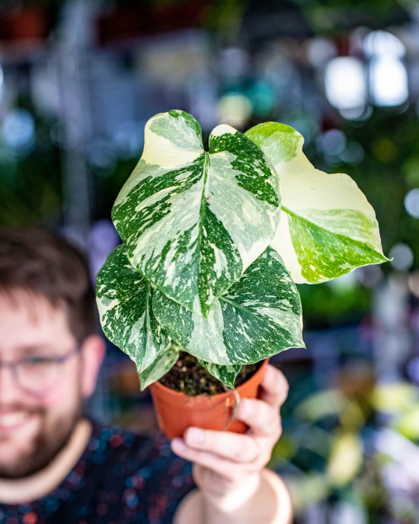 Monstera Thai Noid-39.jpg