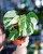 Monstera Thai Noid-40.jpg