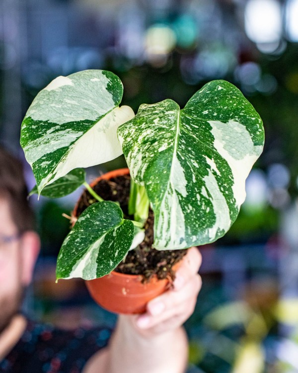 Monstera Thai Noid-40.jpg