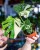 Monstera Thai Noid-41.jpg