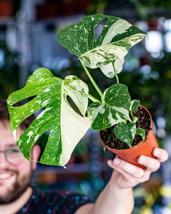 Monstera Thai Noid-41.jpg