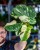 Monstera Thai Noid-42.jpg