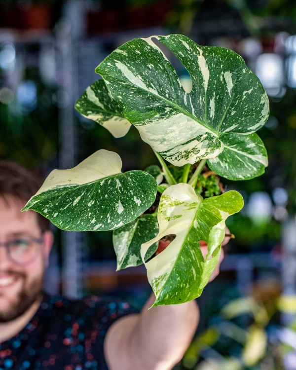 Monstera Thai Noid-42.jpg