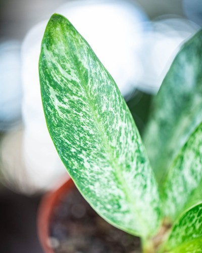 Rhaphidophora Eliptica Mint-2.jpg