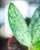 Rhaphidophora Eliptica Mint-2.jpg