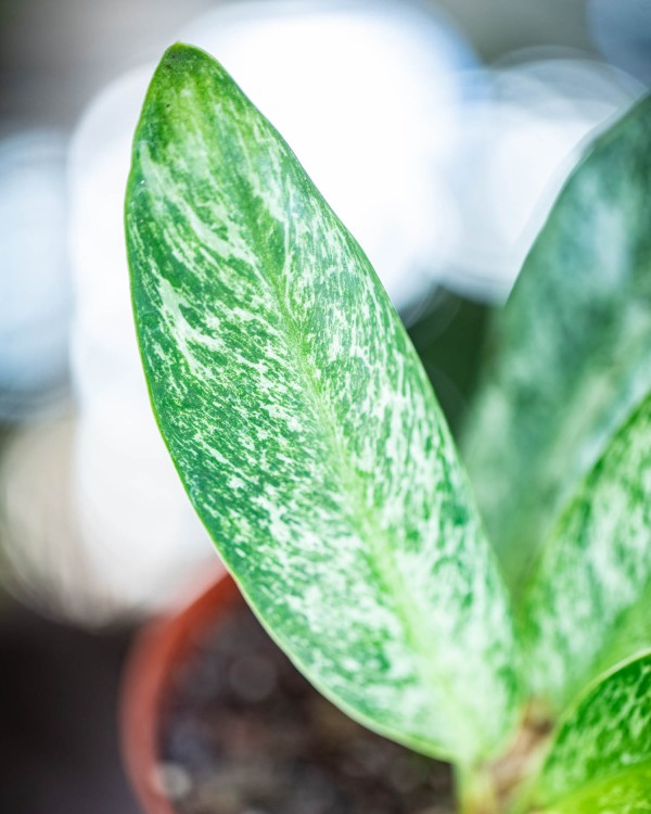 Rhaphidophora Eliptica Mint-2.jpg
