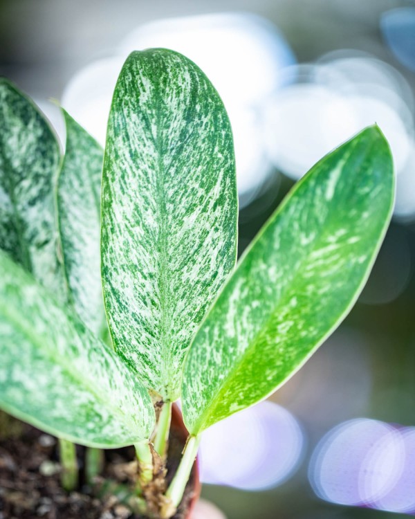Rhaphidophora Eliptica Mint-3.jpg