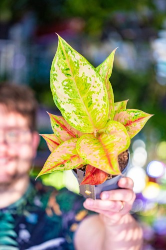 Aglaonema Pastella-1.jpg