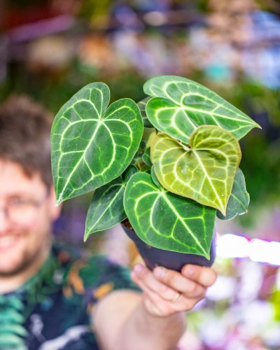 Anthurium Clarinervium 14-1.jpg