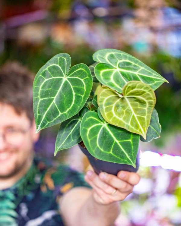 Anthurium Clarinervium 14-1.jpg