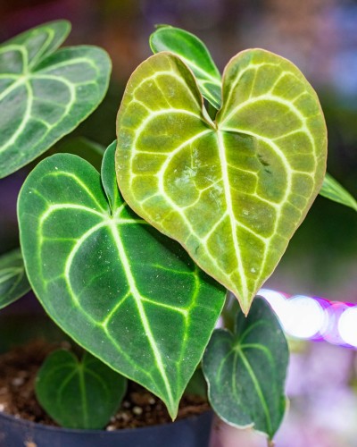 Anthurium Clarinervium 14-2.jpg
