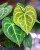 Anthurium Clarinervium 14-2.jpg