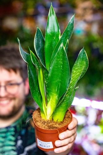Sansevieria Dark Diamond -1.jpg