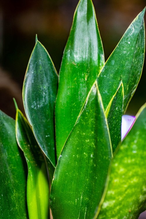 Sansevieria Dark Diamond -2.jpg