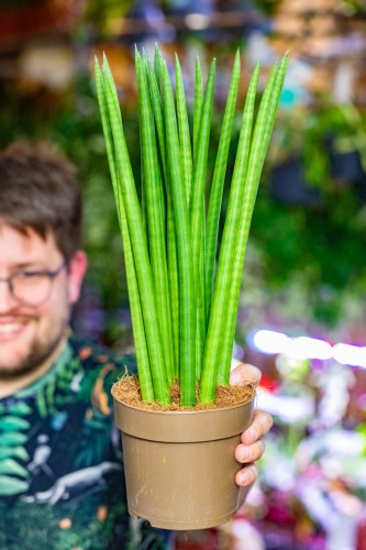 Sansevieria Cylindrica-1.jpg