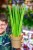 Sansevieria Cylindrica-1.jpg