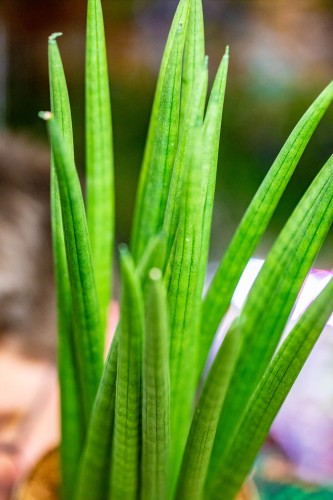 Sansevieria Cylindrica-2.jpg