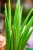 Sansevieria Cylindrica-2.jpg