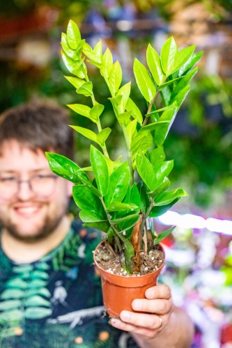 Zamioculcas Zamifolia-1.jpg