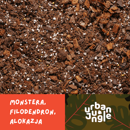 Monstera.png