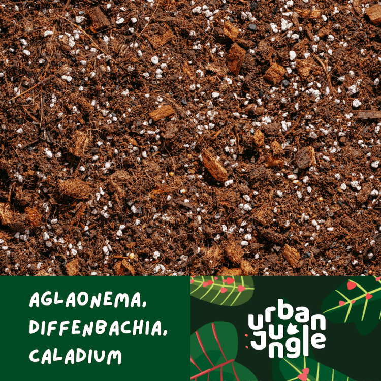 Aglaonema-podloze.png