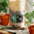Podloze-begonia-2.png
