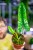 Philodendron Felix-1.jpg