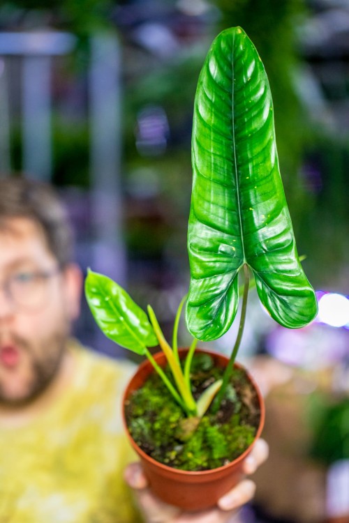 Philodendron Felix-1.jpg
