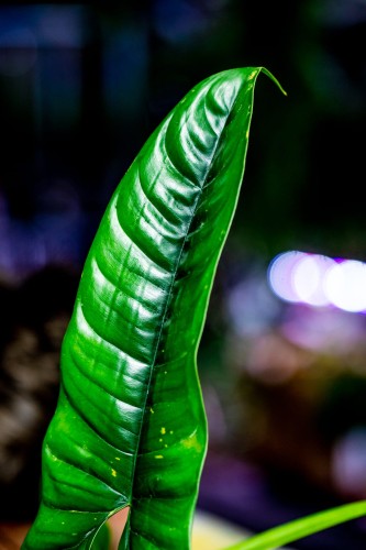 Philodendron Felix-2.jpg