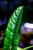 Philodendron Felix-2.jpg