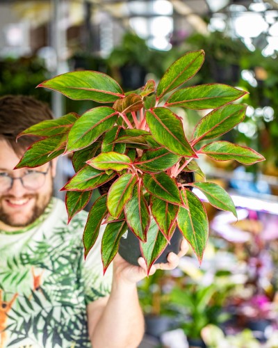 Aglaonema Siam Aurora-1.jpg