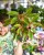 Aglaonema Siam Aurora-1.jpg