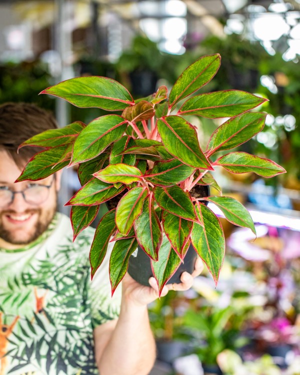 Aglaonema Siam Aurora-1.jpg