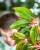 Aglaonema Siam Aurora-2.jpg