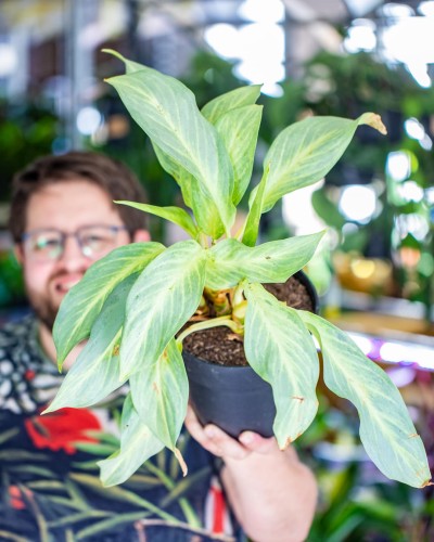 Aglaonema Aqua Green-2.jpg