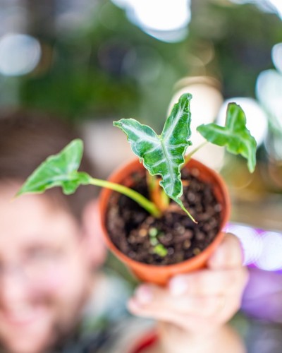 Alocasia Teletubbies-1.jpg