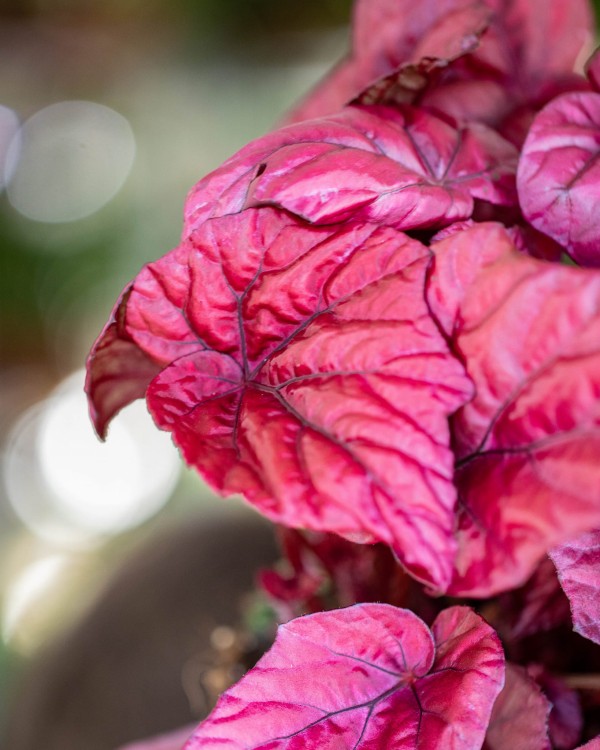 Begonia Inca Flame ø17 cm-2.jpg