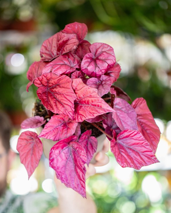 Begonia Inca Flame ø17 cm-1.jpg
