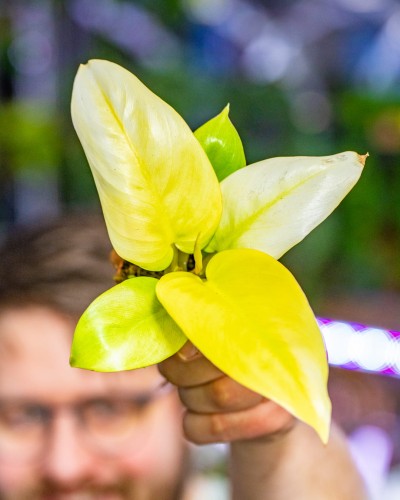 Philodendron Melinio-1.jpg