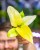 Philodendron Melinio-1.jpg