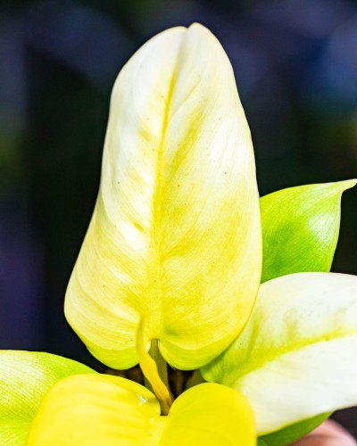 Philodendron Melinio-2.jpg