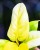 Philodendron Melinio-2.jpg